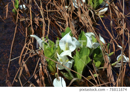 尾瀨原的水芭蕉 (2021/05/31) 尾瀨原的水芭蕉 (2021/05/31) 78811874