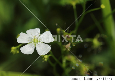 天然植物茅膏菜，茅膏菜科食肉植物。美麗的花朵似乎只限於初夏的早晨 78811875