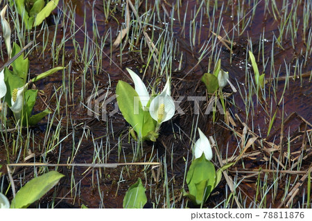 尾瀨原的水芭蕉 (2021/05/31) 78811876