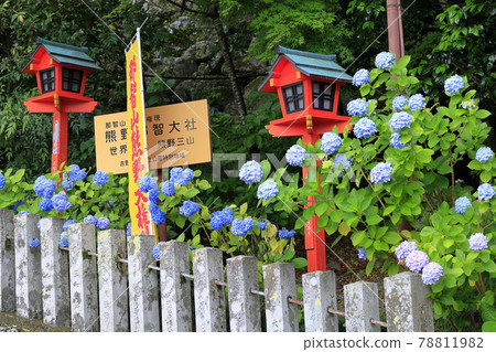 Fresh green Kumano Nachi Shrine and hydrangea in full bloom-Seigantoji Temple and Nachi Falls 78811982
