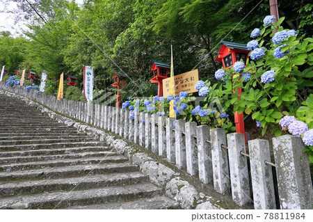 Fresh green Kumano Nachi Shrine and hydrangea in full bloom-Seigantoji Temple and Nachi Falls 78811984