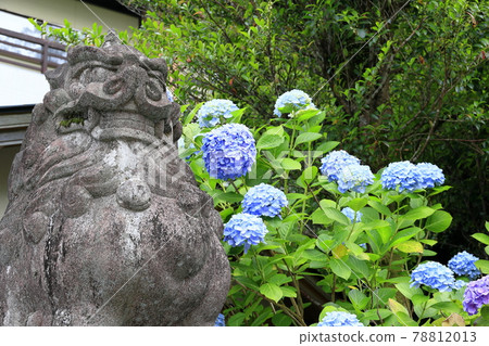 鮮綠色的熊野那智神社和盛開的繡球花-青岸東寺和那智瀑布 78812013