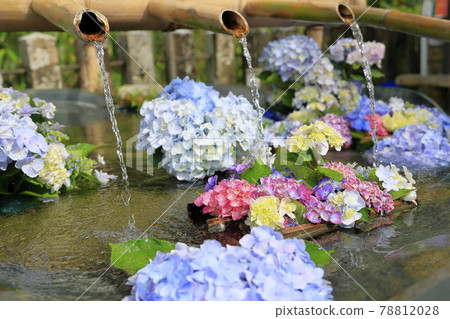 Fresh green Kumano Nachi Shrine and hydrangea in full bloom-Seigantoji Temple and Nachi Falls Fresh green Kumano Nachi Shrine and hydrangea in full bloom-Seigantoji Temple and Nachi Falls 78812028
