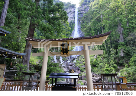 Fresh green Kumano Nachi Shrine and hydrangea in full bloom-Seigantoji Temple and Nachi Falls 78812066