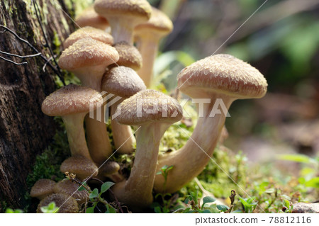 Family of honey agarics on a mossy stump in the autumn forest 78812116