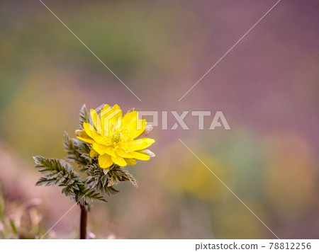 Adonis ramosa flowers blooming in early spring Adonis ramosa flowers blooming in early spring 78812256