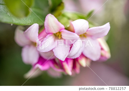 Daphne flower flower close-up 78812257