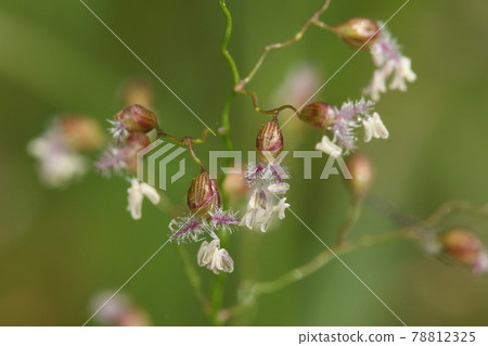 天然植物Isachne globosa，禾本科的一種小草。小花從雨季開到盛夏 78812325
