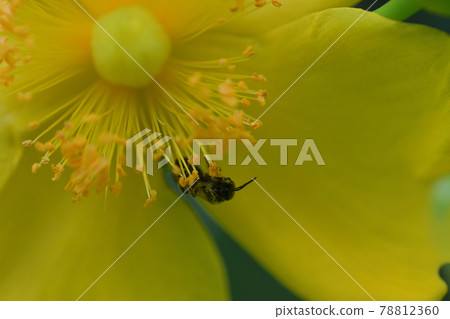 Hypericum patulum (large-flowered hypericum patulum) and honeybees 78812360