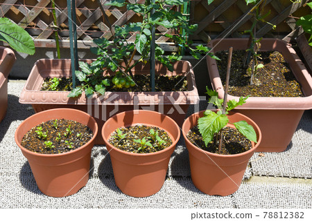 廚房花園:香菜和辣椒配豆芽、紫蘇和櫻桃番茄 廚房花園:香菜和辣椒配豆芽、紫蘇和櫻桃番茄 78812382