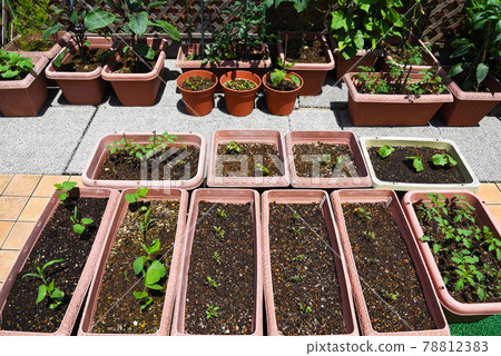 屋頂陽台上的家庭花園 通過在許多種植園種植各種蔬菜來自給自足 屋頂陽台上的家庭花園 通過在許多種植園種植各種蔬菜來自給自足 78812383