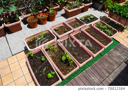 屋頂陽台上的家庭花園 通過在許多種植園種植各種蔬菜來自給自足 屋頂陽台上的家庭花園 通過在許多種植園種植各種蔬菜來自給自足 78812384