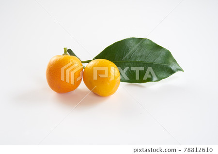 Kumquat with white background 78812610