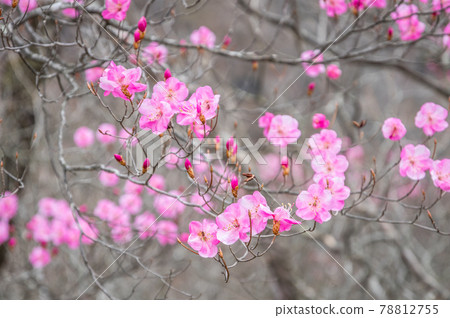 Akayashio flowers blooming on Mt. Akagi in spring 78812755