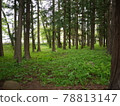 充滿綠意的森林景觀 78813147