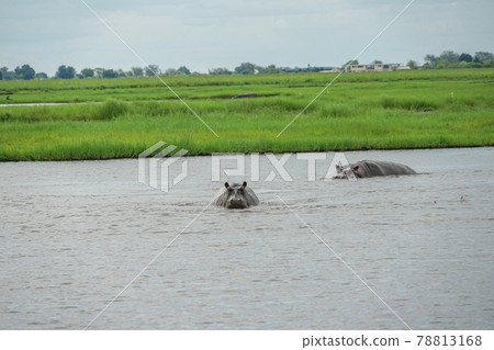 Hippopotamus on the Chobe River 78813168