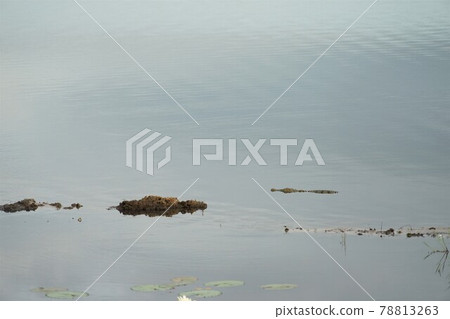 Nile crocodile on the Chobe River Nile crocodile on the Chobe River 78813263