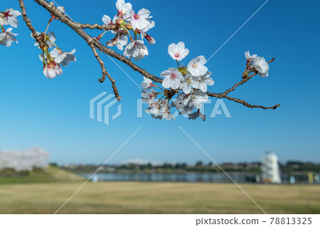 Sakura at Naganuma Futopia Park Boat Ground, Tome City 78813325
