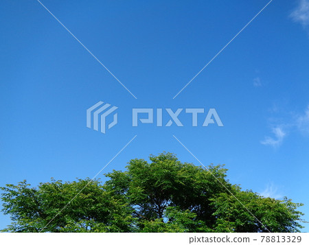 Trees and blue sky 78813329