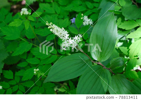 Maianthemum 花 上高地 照片素材 圖片 圖庫