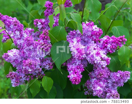 Soft and beautiful lilac 78813493