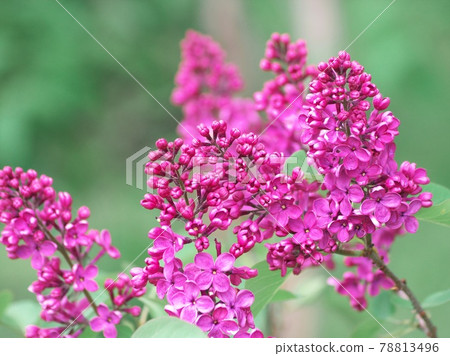 Soft and beautiful lilac 78813496