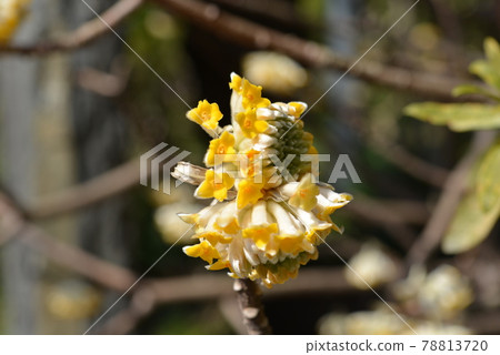 Ebata Tenshin Company 78813720