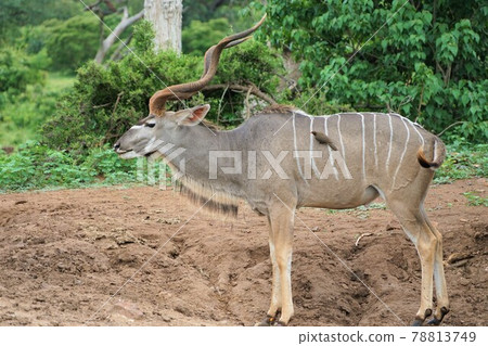 Kudu 78813749