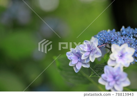 hydrangea   78813943