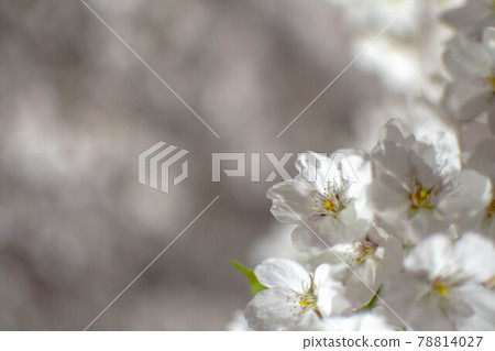 Sapporo night cherry blossoms 78814027