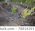 菜園種植的蘆筍苗 78814163