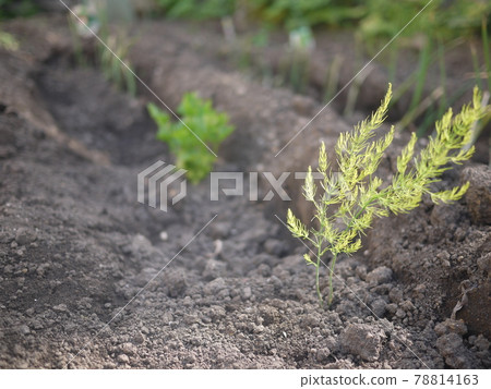 菜園種植的蘆筍苗 78814163
