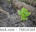 菜園種植的意大利香菜苗 78814164
