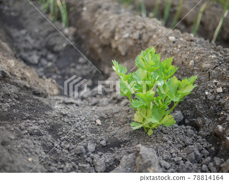 菜園種植的意大利香菜苗 78814164