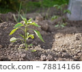 菜園中的甜椒苗 78814166