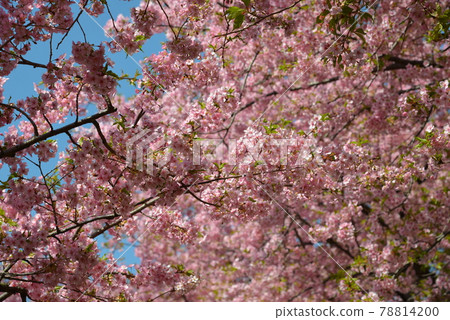 Kawazu cherry tree of Matsuda mountain 78814200