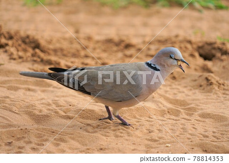 非洲juzukakebato 78814353