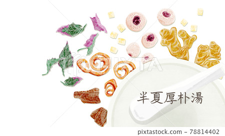 Chinese herbal medicine "Hangekobokuto" hand-painted watercolor style illustration Chinese herbal medicine "Hangekobokuto" hand-painted watercolor style illustration 78814402