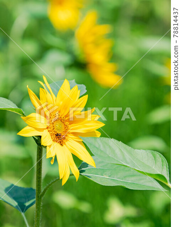 Summer scenery: Sunflowers and bees in full bloom 78814437