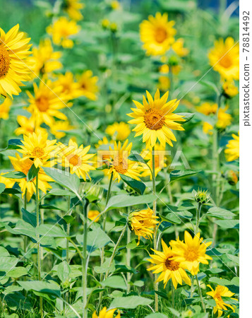 Summer scenery: Sunflower field in full bloom 78814492