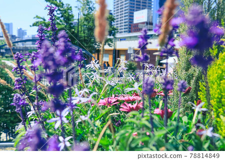 花床薰衣草 78814849