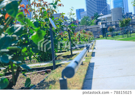 Urban park flowerbed Urban park flowerbed 78815025