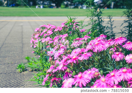Flowerbed in Hanamizuki Park Flowerbed in Hanamizuki Park 78815030