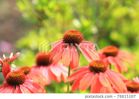 Orange echinacea 78815107