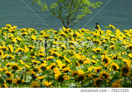 Gapyeong-gun. Jaraseom. Flower. Poppy. Garden Gapyeong-gun. Jaraseom. Flower. Poppy. Garden 78815205