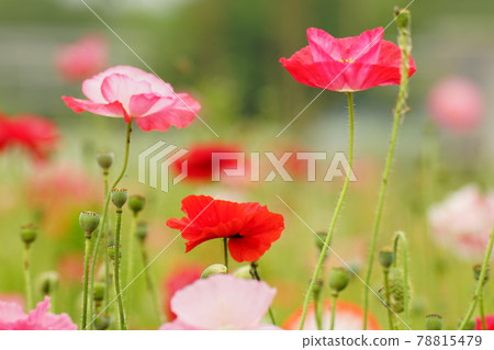 Poppy, sunflower, chrysanthemum, riverside, Gapyeong-gun, Poppy, sunflower, chrysanthemum, riverside, Gapyeong-gun, 78815479