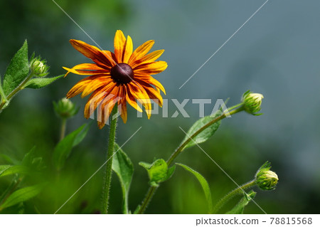 Poppy, sunflower, chrysanthemum, riverside, Gapyeong-gun, Poppy, sunflower, chrysanthemum, riverside, Gapyeong-gun, 78815568