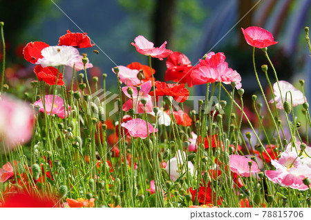 罌粟、向日葵、繡球花、加平郡、龜島 78815706
