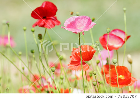 Poppy, sunflower, hydrangea. Gapyeong-gun. Jaraseom 78815707