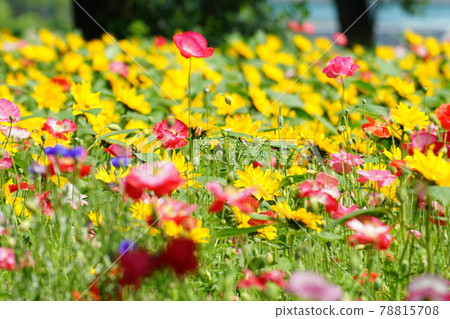 Poppy, sunflower, hydrangea. Gapyeong-gun. Jaraseom Poppy, sunflower, hydrangea. Gapyeong-gun. Jaraseom 78815708